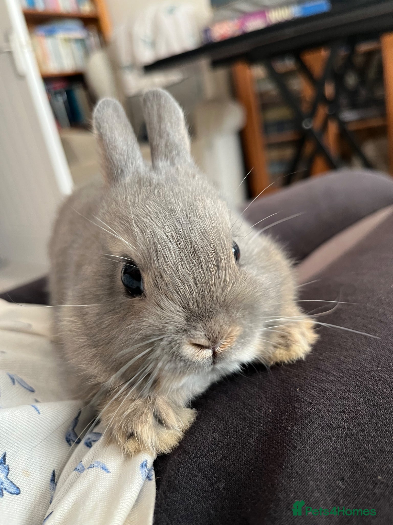 Netherland Dwarf rabbits Baby and young adult Netherland Dwarfs for sale  - Advert 2