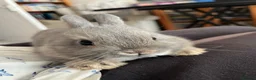 Netherland Dwarf rabbits for sale:  Stunning Baby Nethie for sale  - Advert 2