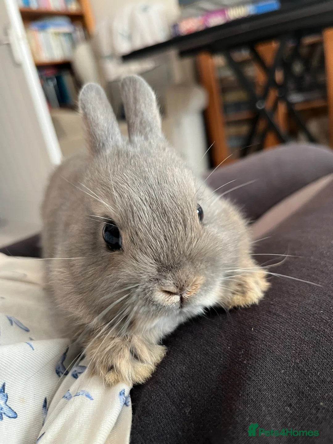 Netherland Dwarf rabbits for sale:  Stunning Baby Nethie for sale  - Advert 2