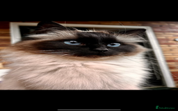 Ragdoll cats for sale: Pedigree Ragdoll Kittens seeking loving homes 🧡 - Image 3