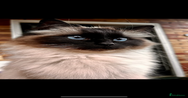 Ragdoll cats - Advert 6