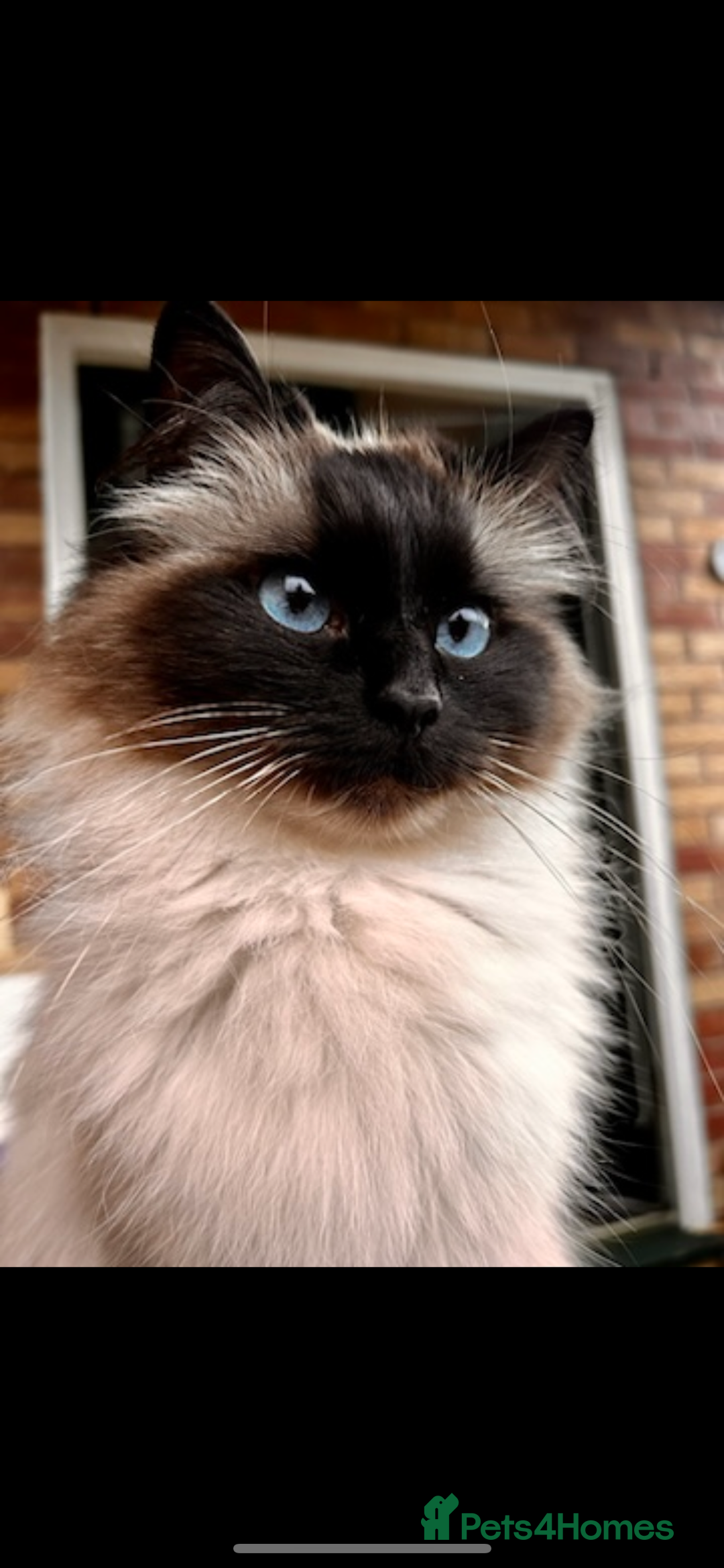 Ragdoll cats for sale: Pedigree Ragdoll Kittens seeking loving homes 🧡 - Image 3