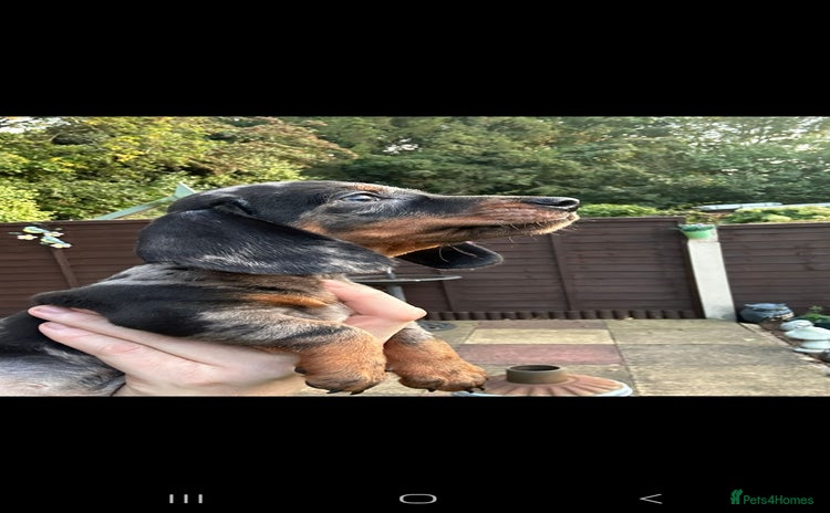 Dachshund dogs - Advert 2