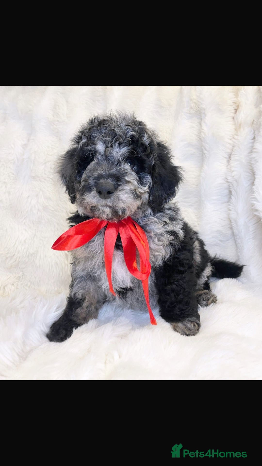 Labradoodle dogs for sale: Stunning merle miniature F1b Labradoodle puppies  - Advert 7