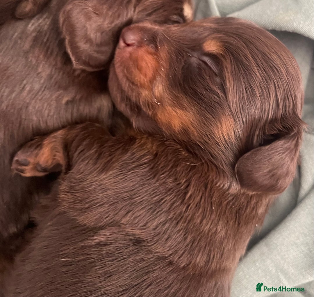 Miniature Dachshund dogs for sale: Long hair tiny kc reg dachshund babies  - Advert 20