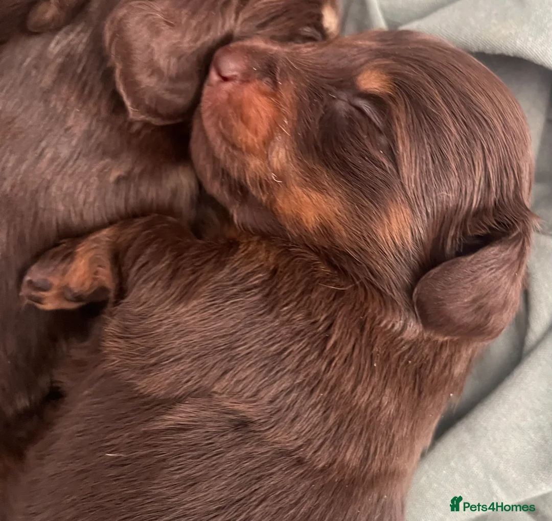 Miniature Dachshund dogs for sale: READY NOW Long hair tiny KC - Advert 16