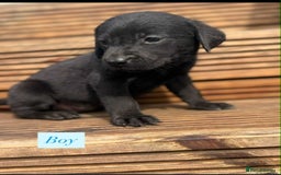 Labrador Retriever dogs for sale: Labrador puppy’s  - Image 2