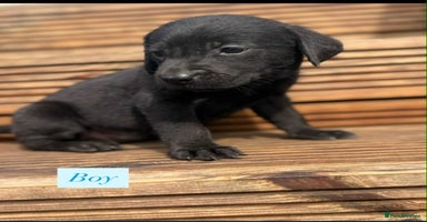 Labrador Retriever dogs - Advert 8