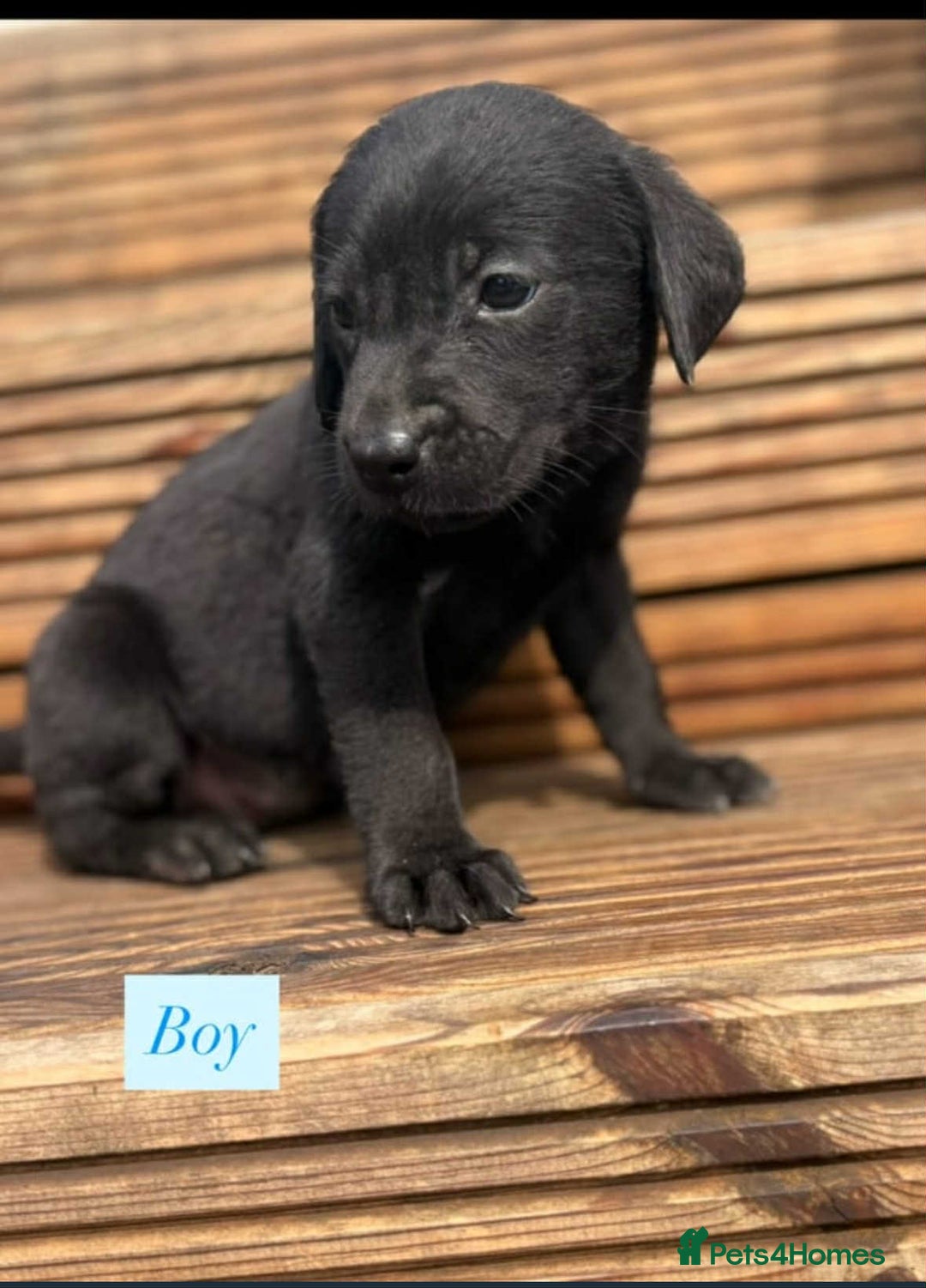 Labrador Retriever dogs for sale: Labrador puppy’s  - Image 2
