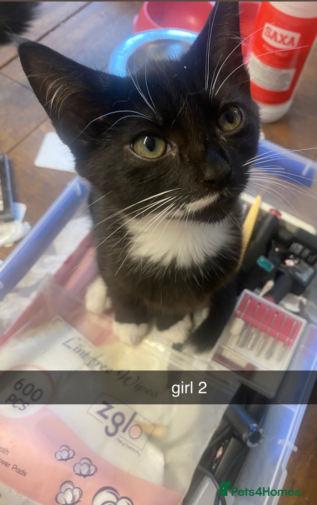 Mixed Breed cats for sale: 2 black and white female cats for sale  - Image 2