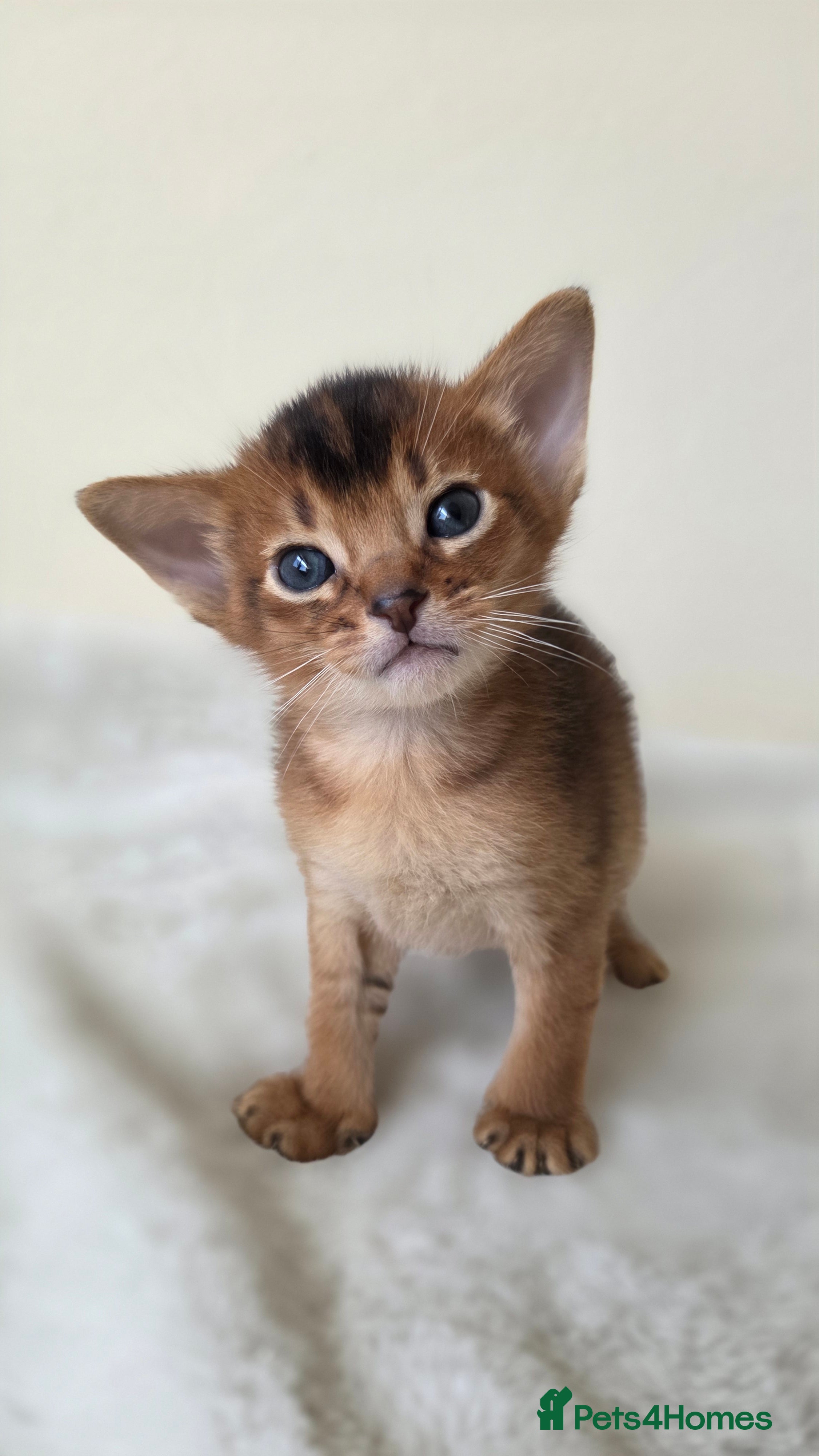 Abyssinian cats TICA-registered Abyssinian kittens - Advert 7