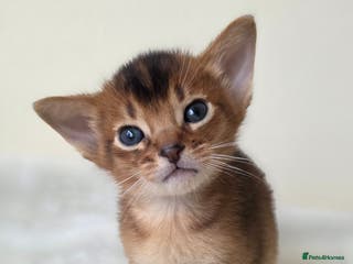 Abyssinian cats TICA-registered Abyssinian kittens - Advert 7