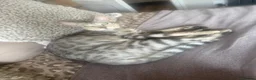 Bengal cats for sale: 8 month old Bengal female kitten for sale in Southampton - Advert 3