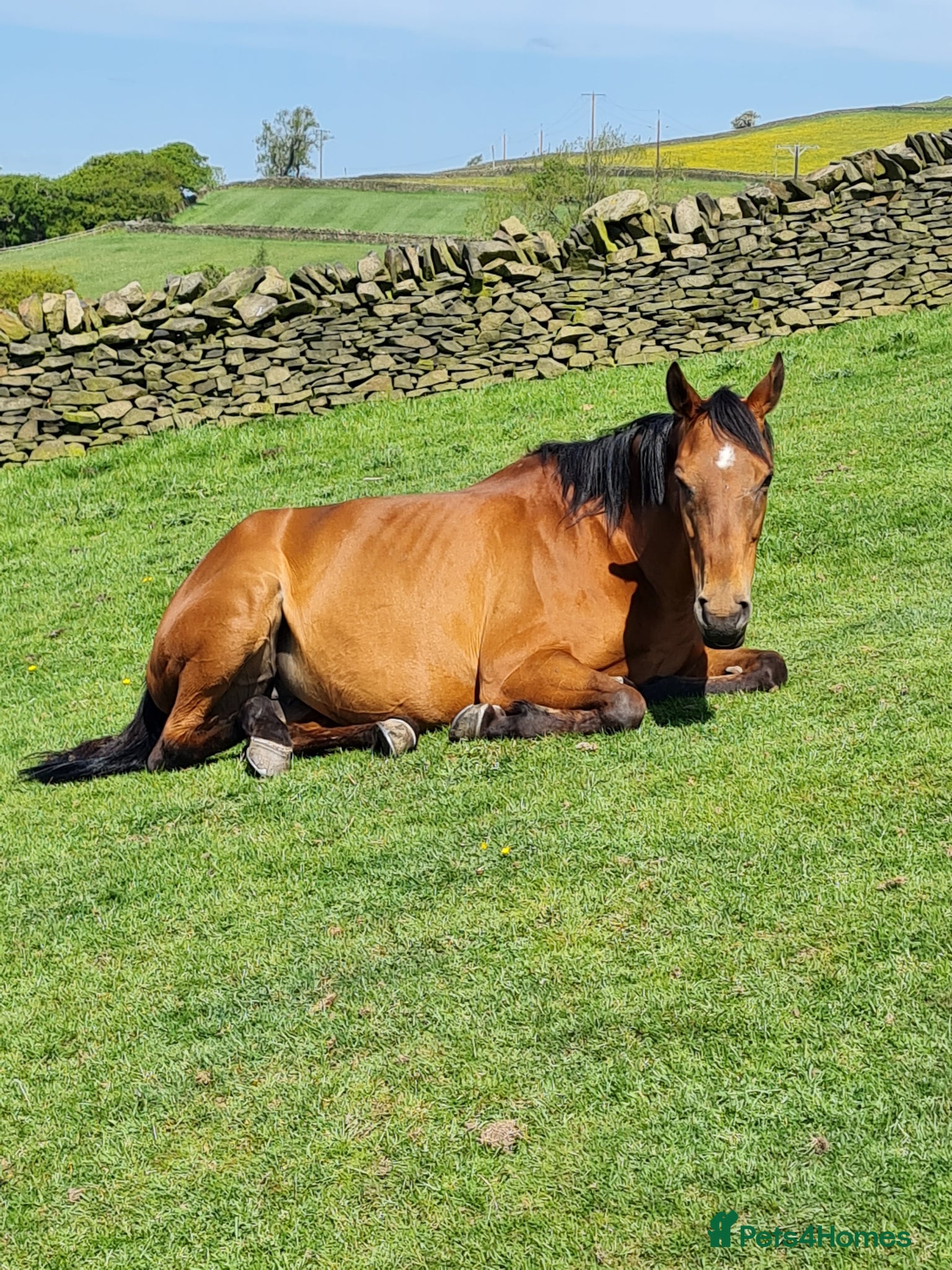 English Thoroughbred horses Stunning 11yo Thoroughbred 16.3 bay mare - Advert 24