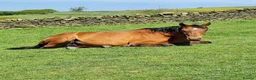 English Thoroughbred horses for sale: Stunning Thoroughbred 16.3 bay mare - Advert 6