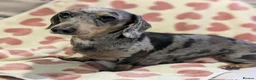 Miniature Dachshund dogs for sale: Beautiful miniature sausage pups - Advert 1