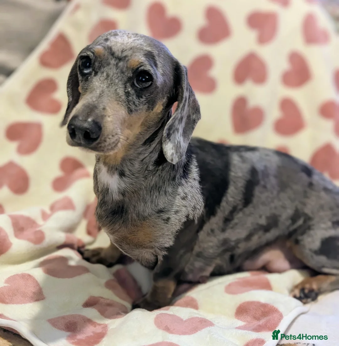 Miniature Dachshund dogs for sale: Beautiful miniature sausage pups - Advert 1