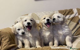 Golden Retriever dogs for sale: Golden retriever puppies - Advert 2