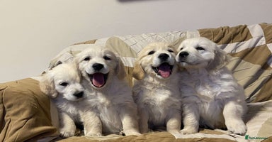 Golden Retriever dogs Golden retriever puppies - Advert 8