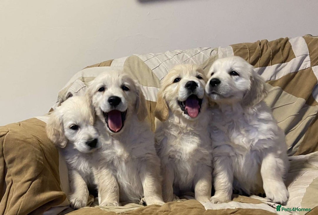 Golden Retriever dogs for sale: Golden retriever puppies - Advert 2