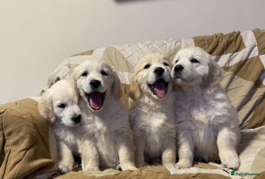 Golden Retriever dogs Golden retriever puppies - Advert 1