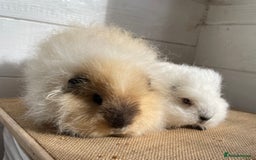 Guinea Pig rodents for sale: Two lovely baby boars - Image 1