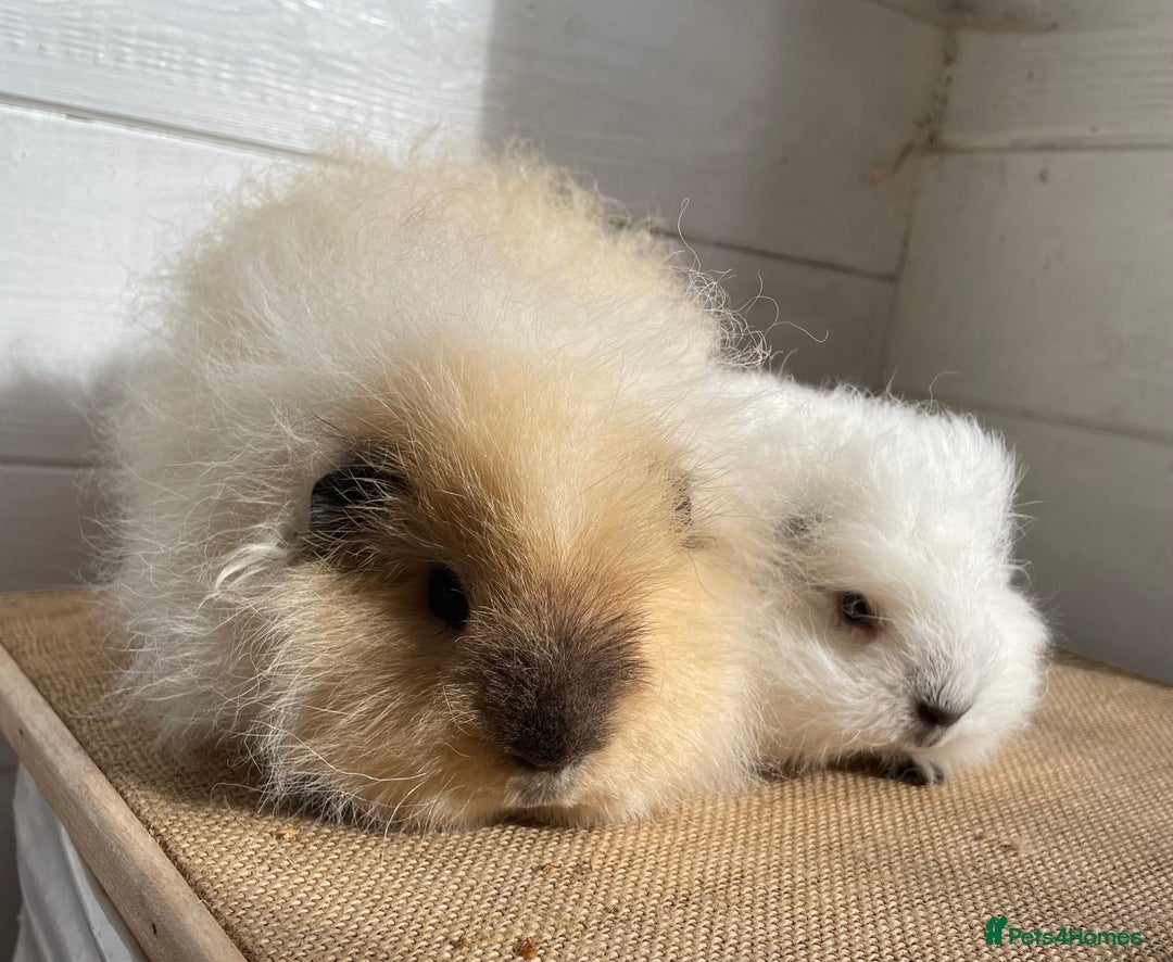 Guinea Pig rodents for sale: Two lovely baby boars - Image 1