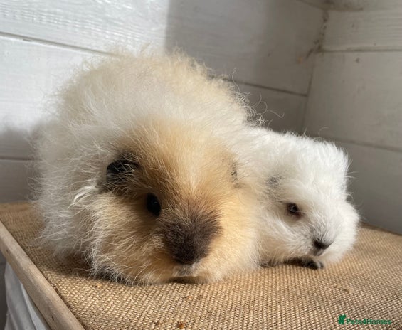 Guinea Pig rodents - Advert 5