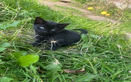 Bombay cats for sale: Playful Black Bombay Kitten Looking for New Home - Image 5