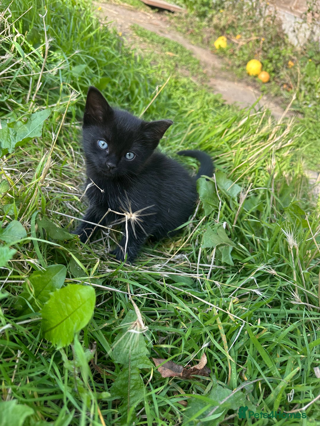 Bombay cats for sale: Playful Black Bombay Kitten Looking for New Home - Image 5