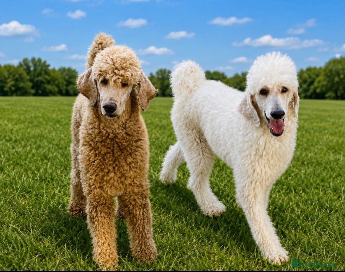 Standard Poodle dogs Stunning litter standard poodles  - Advert 6