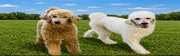 Standard Poodle dogs for sale: 2  female apricot standard poodles  - Advert 1