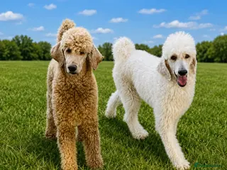 Standard Poodle dogs Stunning litter standard poodles - Advert 6