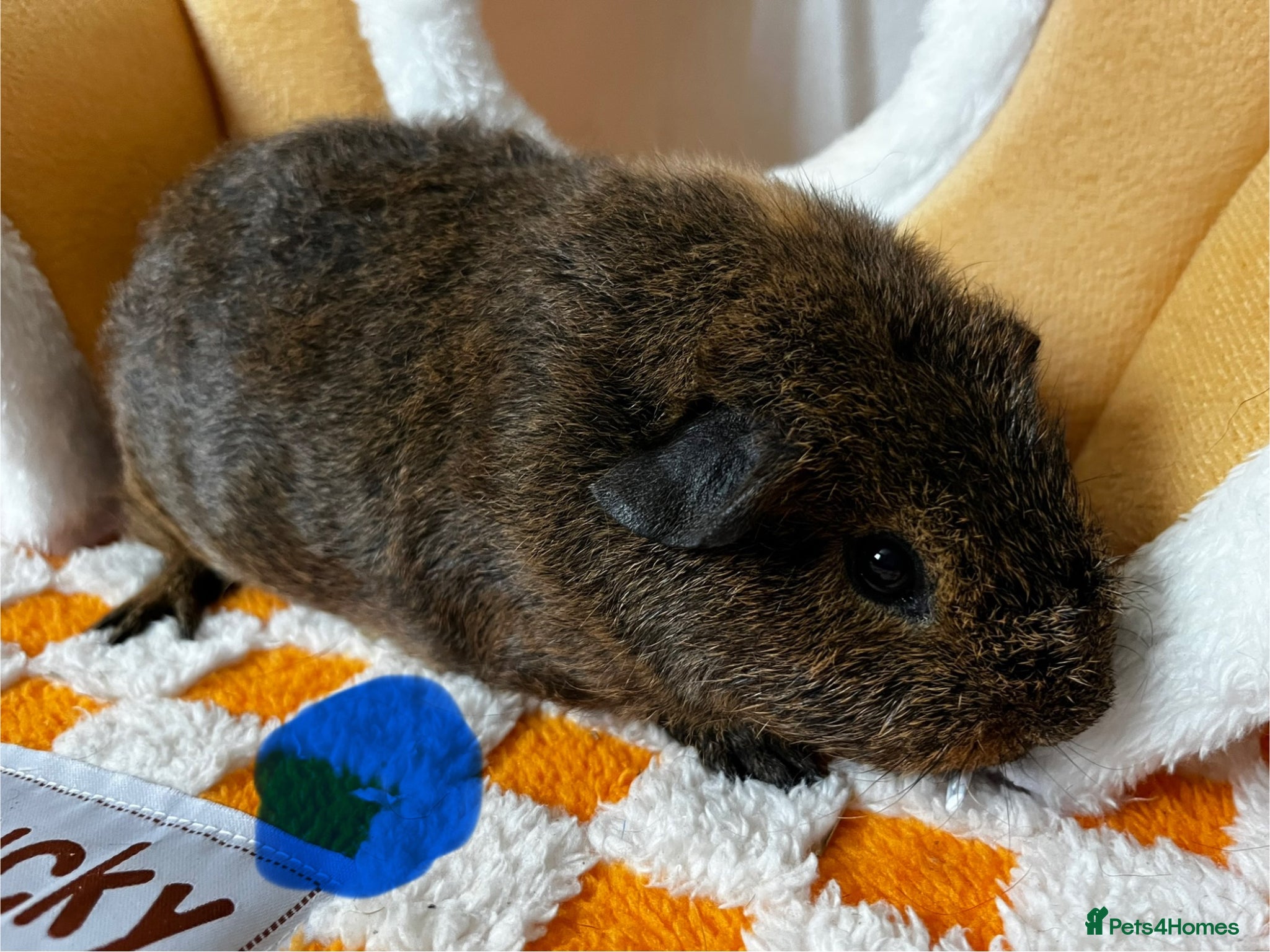 Guinea Pig rodents Gorgeous Baby Male Guinea Pigs  - Advert 19