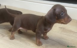 Miniature Dachshund dogs for sale: Last boy KC REG PRA CLEAR - Image 8