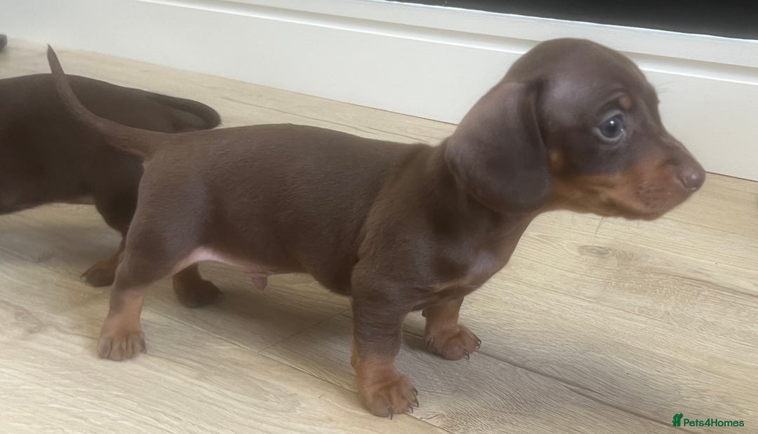 Miniature Dachshund dogs for sale: Last boy KC REG PRA CLEAR - Image 8