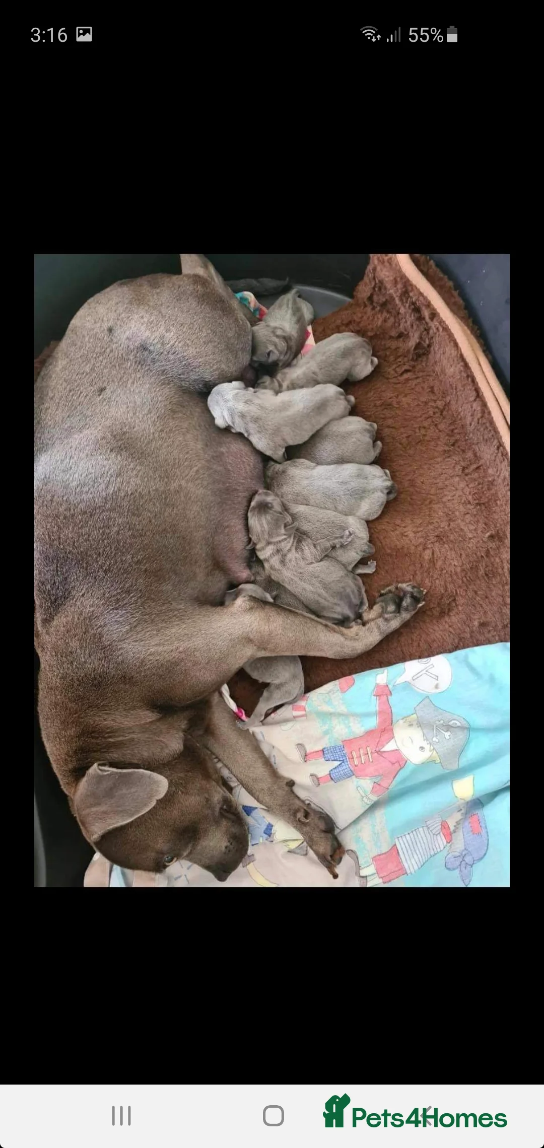 Staffordshire Bull Terrier dogs for stud: *PROVEN stud* Blue Staffordshire bull terrier in Middlesbrough - Advert 16