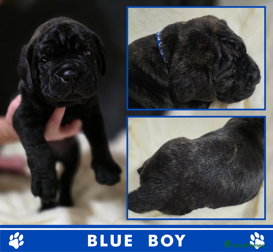 Cane Corso dogs for sale: ⭐️Cane Corso Pups⭐️Pure Championship Genes🏆 - Advert 9
