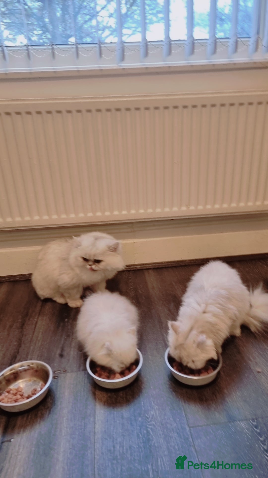 Persian cats for sale: Persian chinchilla 1 left  - Image 6