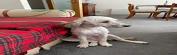 Cockapoo dogs for sale: Beautiful 10-Month-Old Male Cockapoo - Advert 7