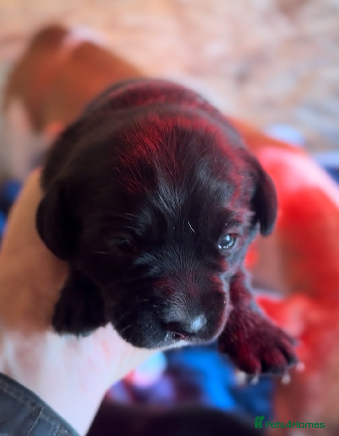 Mixed Breed dogs for sale: 4 beautiful spaniel X jack russel pups ❤️ - Image 2
