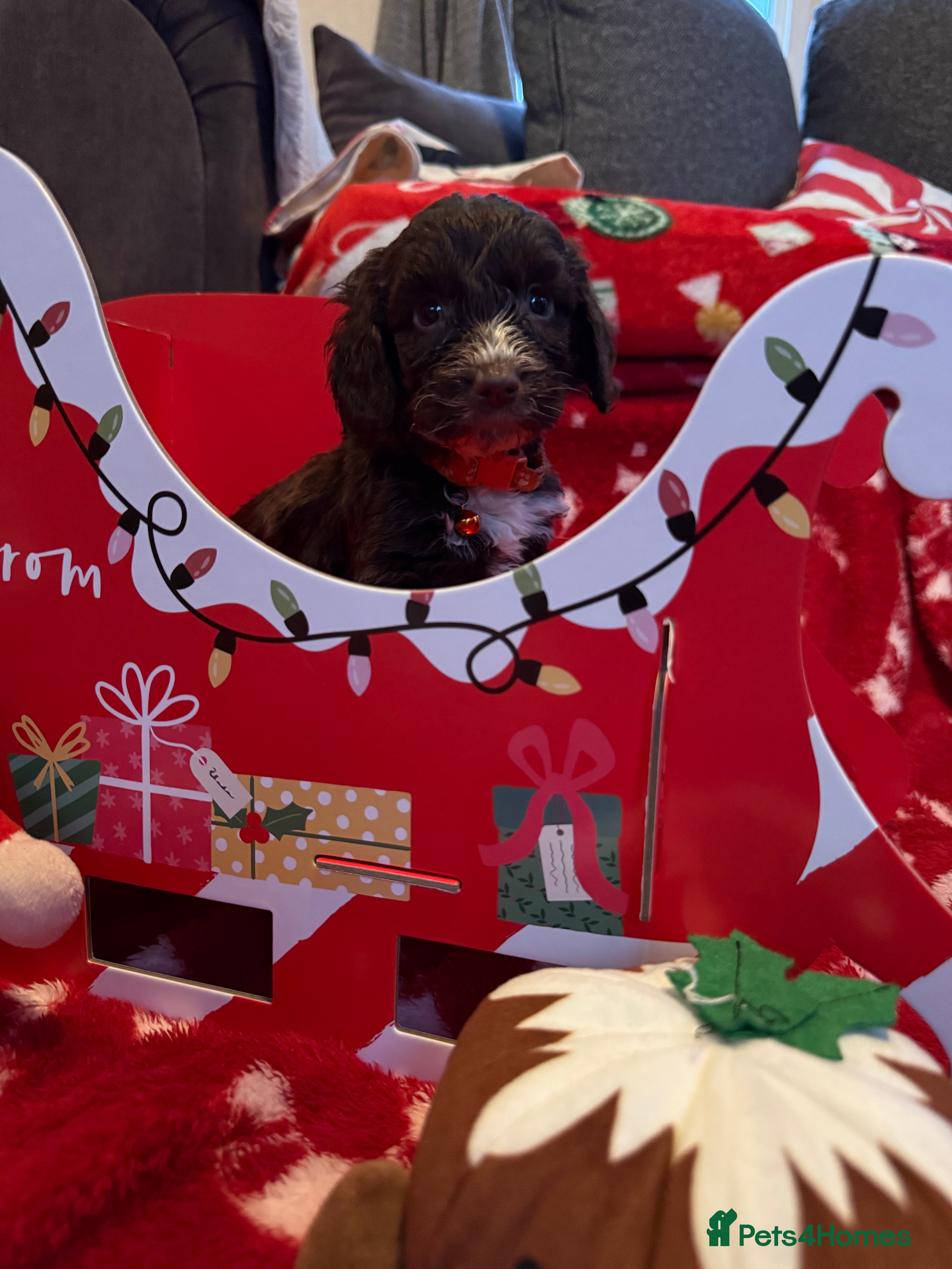 Cockapoo dogs Miniature f1 Cockapoos puppies - Advert 6