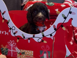 Cockapoo dogs Miniature f1 Cockapoos puppies - Advert 1