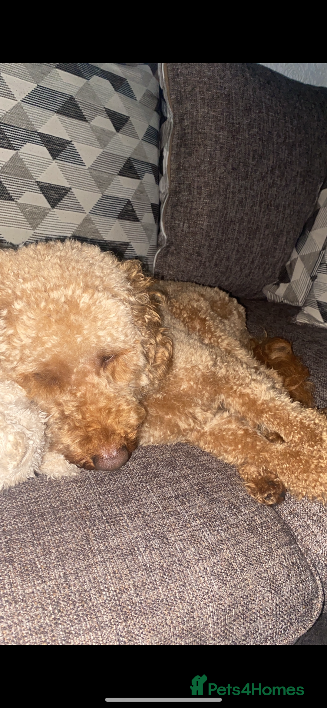 Cockapoo dogs for sale: Gorgeous 2 year old cockapoo - Image 3