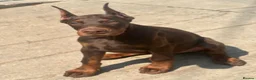 Dobermann dogs for sale: European Dobermann Puppy for sale  - Advert 3