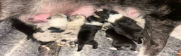 Border Collie dogs for sale: Collie Pups For Sale - Advert 1