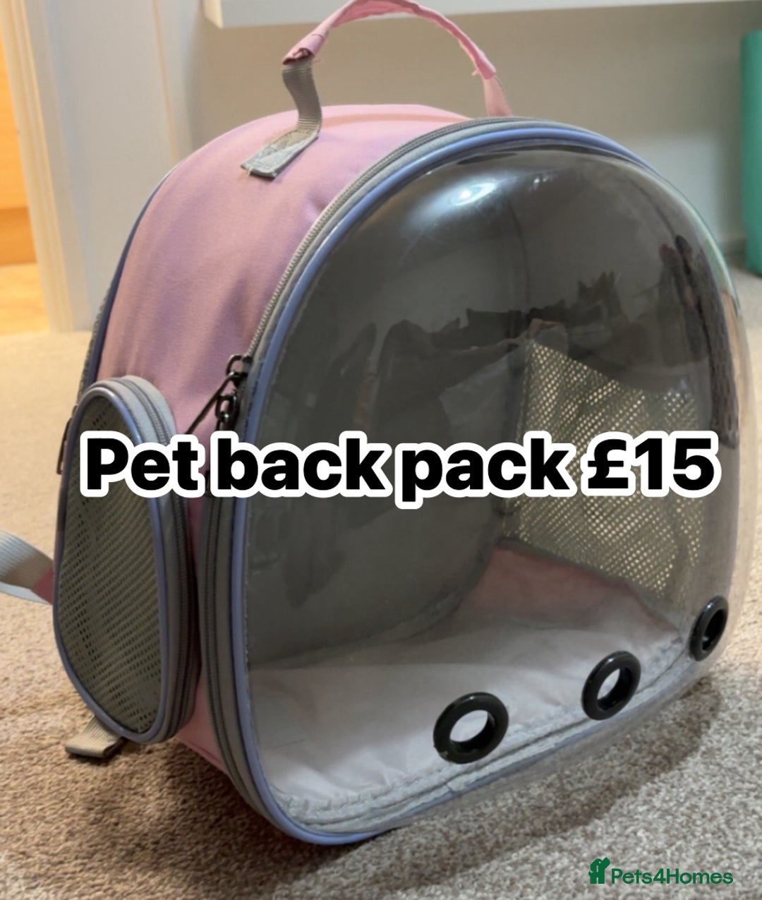 English Lop rabbits for sale: New Home for Milo - Image 12