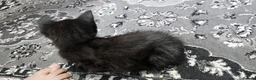 Mixed Breed cats for sale: A beautiful litter of 4 kittens - Advert 23
