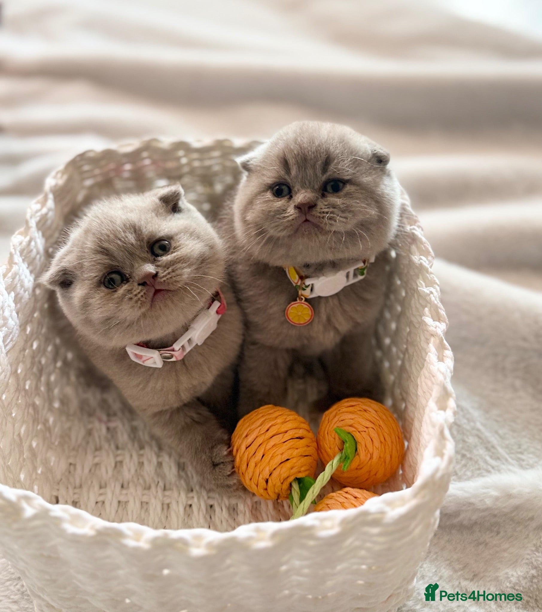 Scottish Fold cats Scottish fold - Advert 1