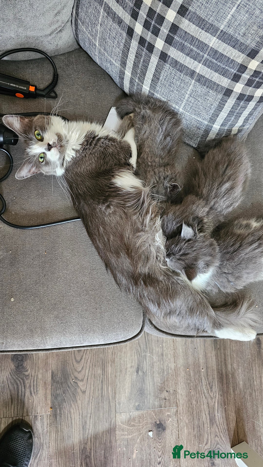 Ragdoll cats for sale: Last gorgous kitten - Image 5